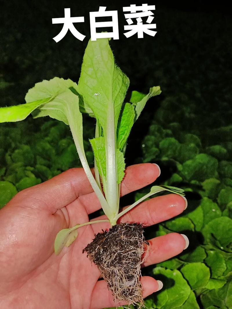 云南白菜苗/品种齐全/成活率高/苗场现挖/好养耐活抗病