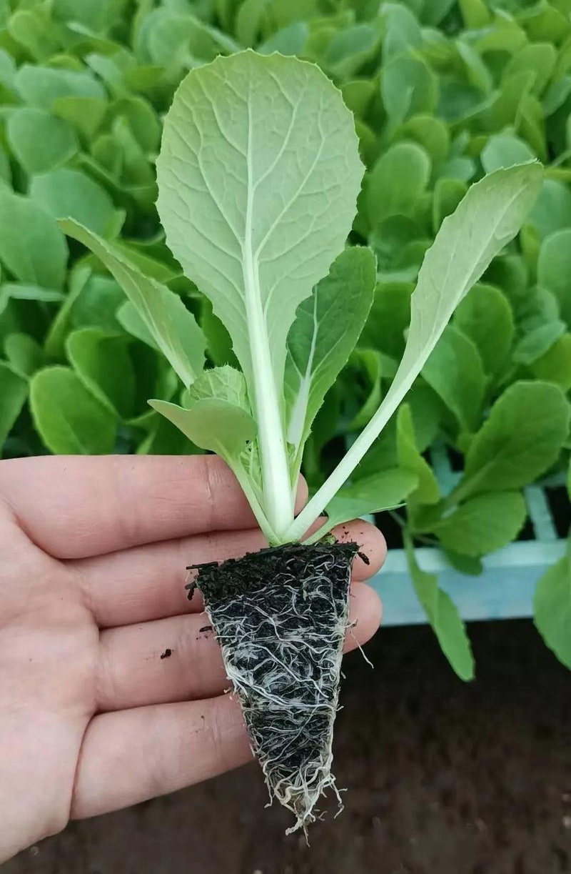 云南白菜苗/品种齐全/成活率高/苗场现挖/好养耐活抗病