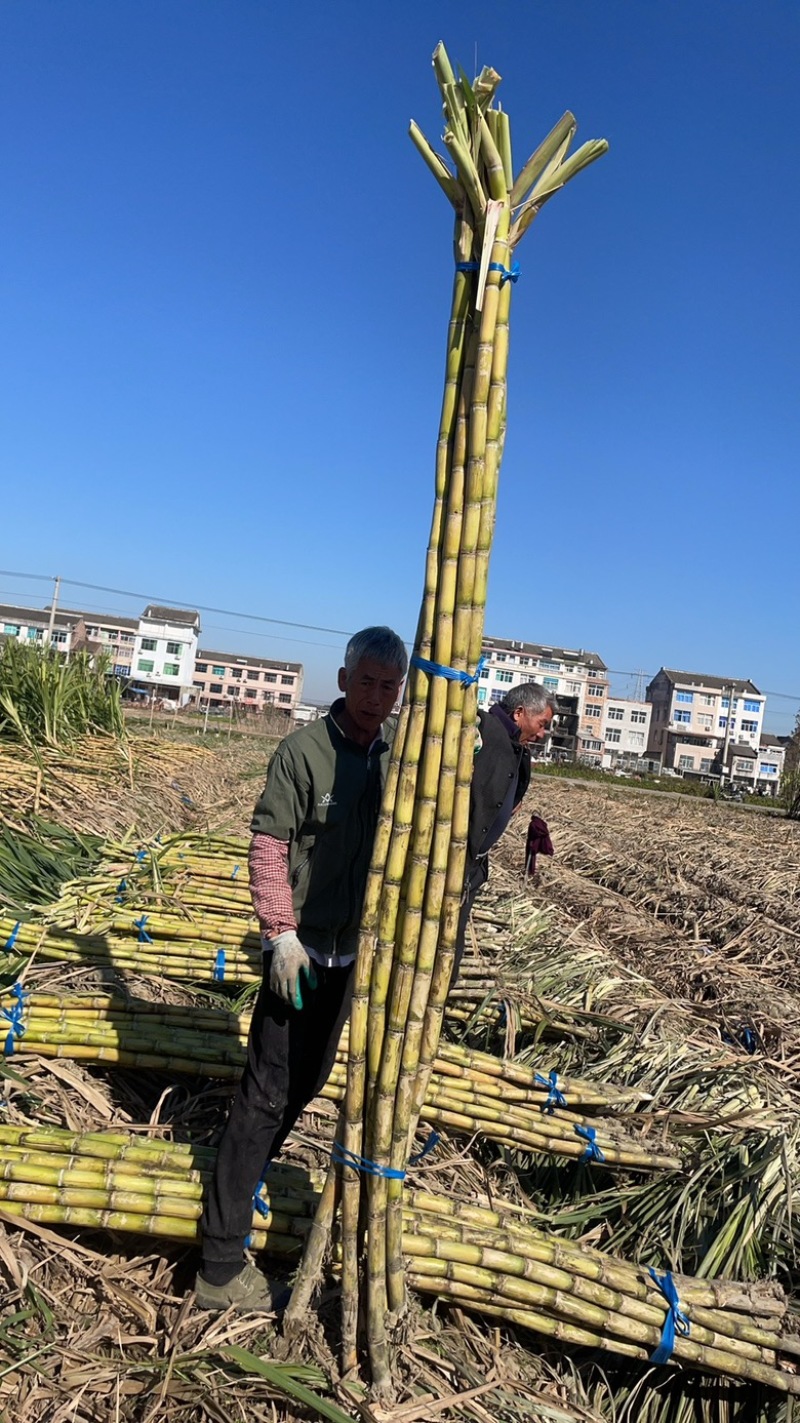 青皮甘蔗批发地里实拍