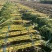 青皮甘蔗批发地里实拍