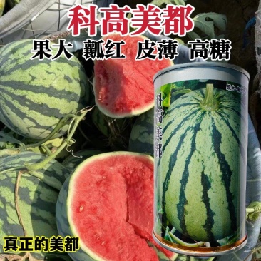 科高美都西瓜种子一代杂交大果型皮薄红瓤西瓜种子薄皮耐裂