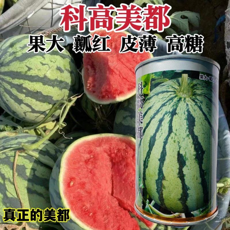 科高美都西瓜种子一代杂交大果型皮薄红瓤西瓜种子薄皮耐裂