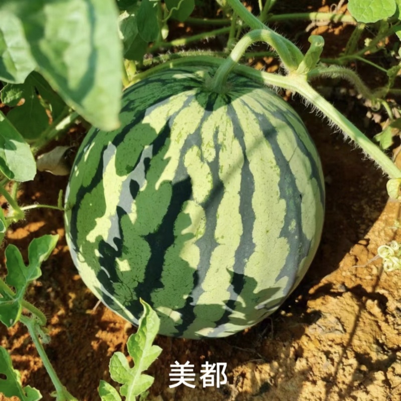 科高美都西瓜种子一代杂交大果型皮薄红瓤西瓜种子薄皮耐裂