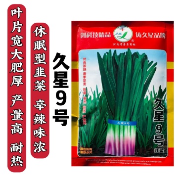 久星9号韭菜种子红根韭菜种籽大叶高产耐热优质休眠型韭菜