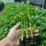 西芹苗/芹菜苗/基地现挖/包成活率/根系发达量大有优惠
