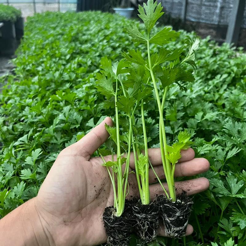 西芹苗/芹菜苗/基地现挖/包成活率/根系发达量大有优惠