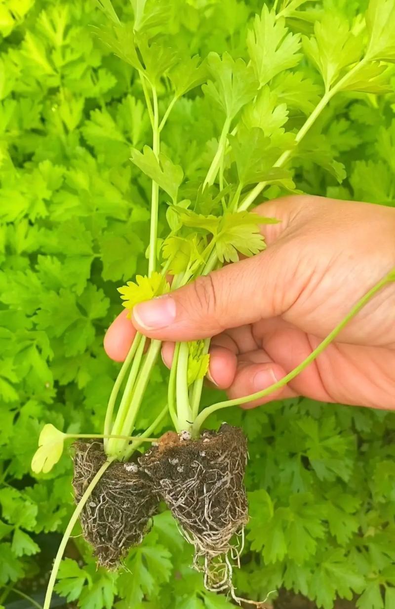 西芹苗/芹菜苗/基地现挖/包成活率/根系发达量大有优惠