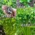 西芹苗/芹菜苗/基地现挖/包成活率/根系发达量大有优惠