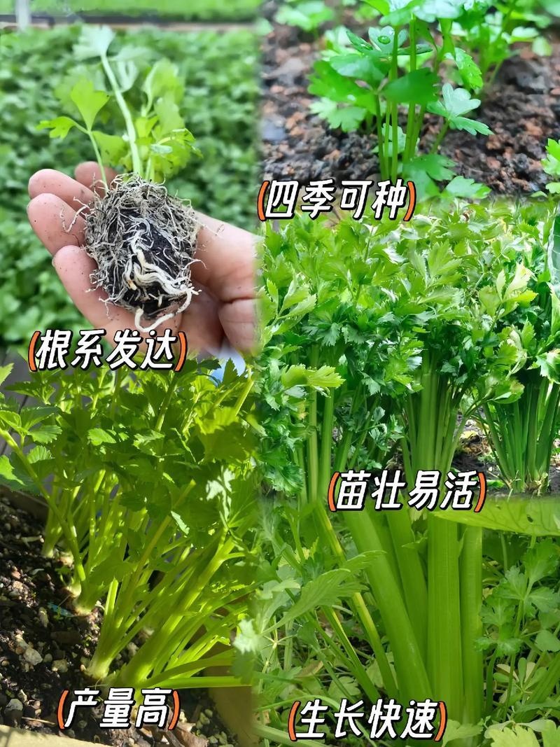 西芹苗/芹菜苗/基地现挖/包成活率/根系发达量大有优惠