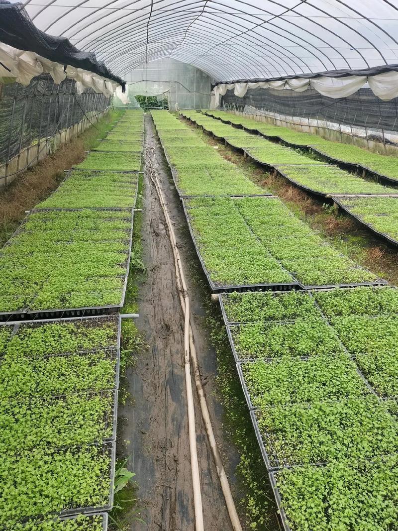 西芹苗/芹菜苗/基地现挖/包成活率/根系发达量大有优惠