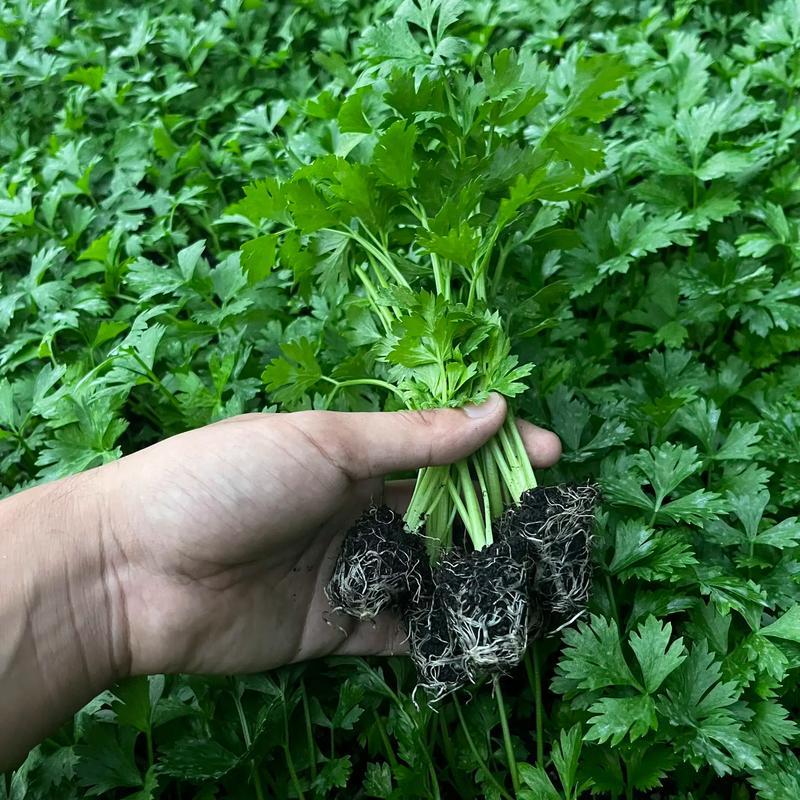 西芹苗/芹菜苗/基地现挖/包成活率/根系发达量大有优惠