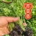 西芹苗/芹菜苗/基地现挖/包成活率/根系发达量大有优惠