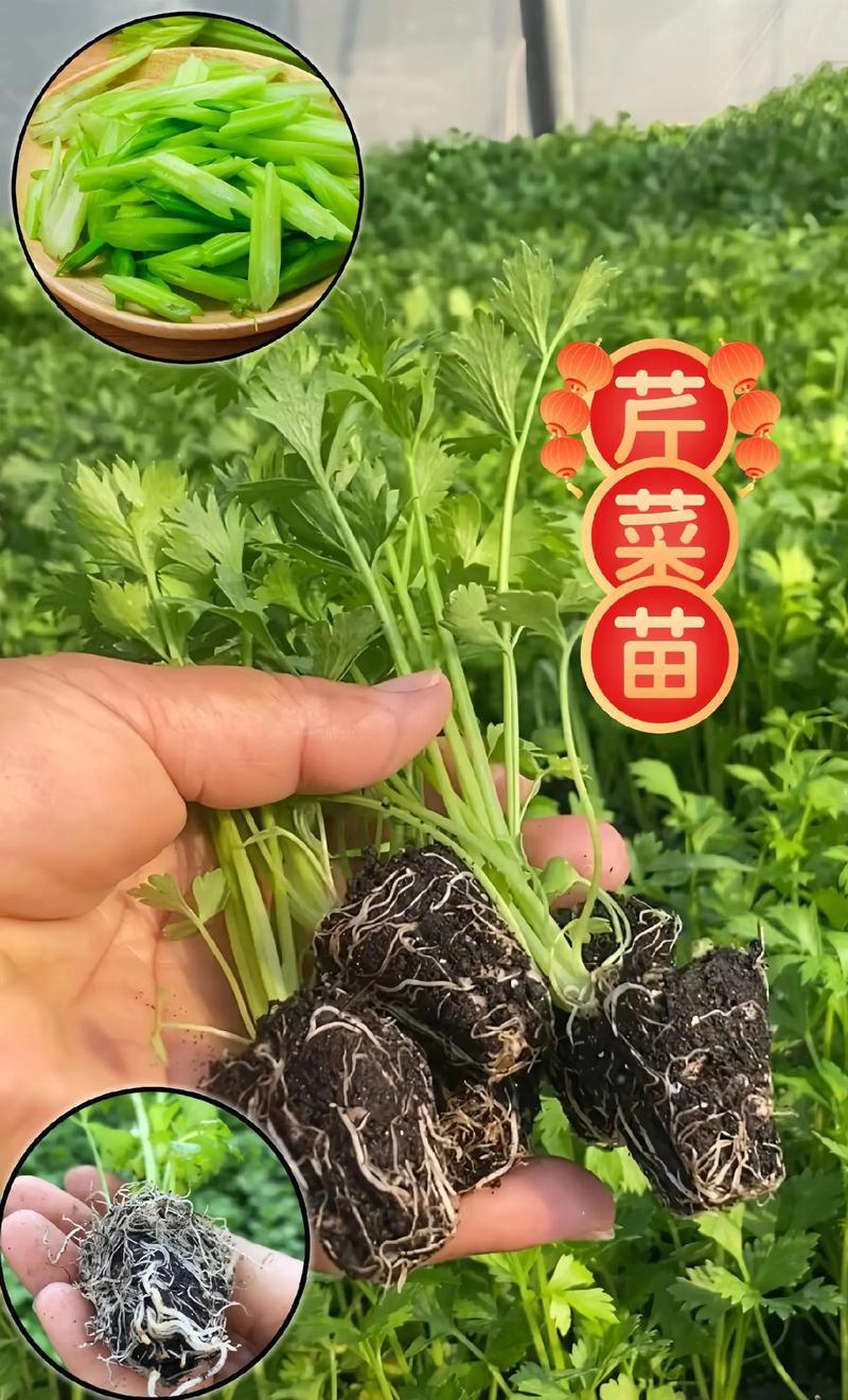 西芹苗/芹菜苗/基地现挖/包成活率/根系发达量大有优惠