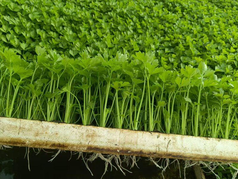 西芹苗/芹菜苗/基地现挖/包成活率/根系发达量大有优惠