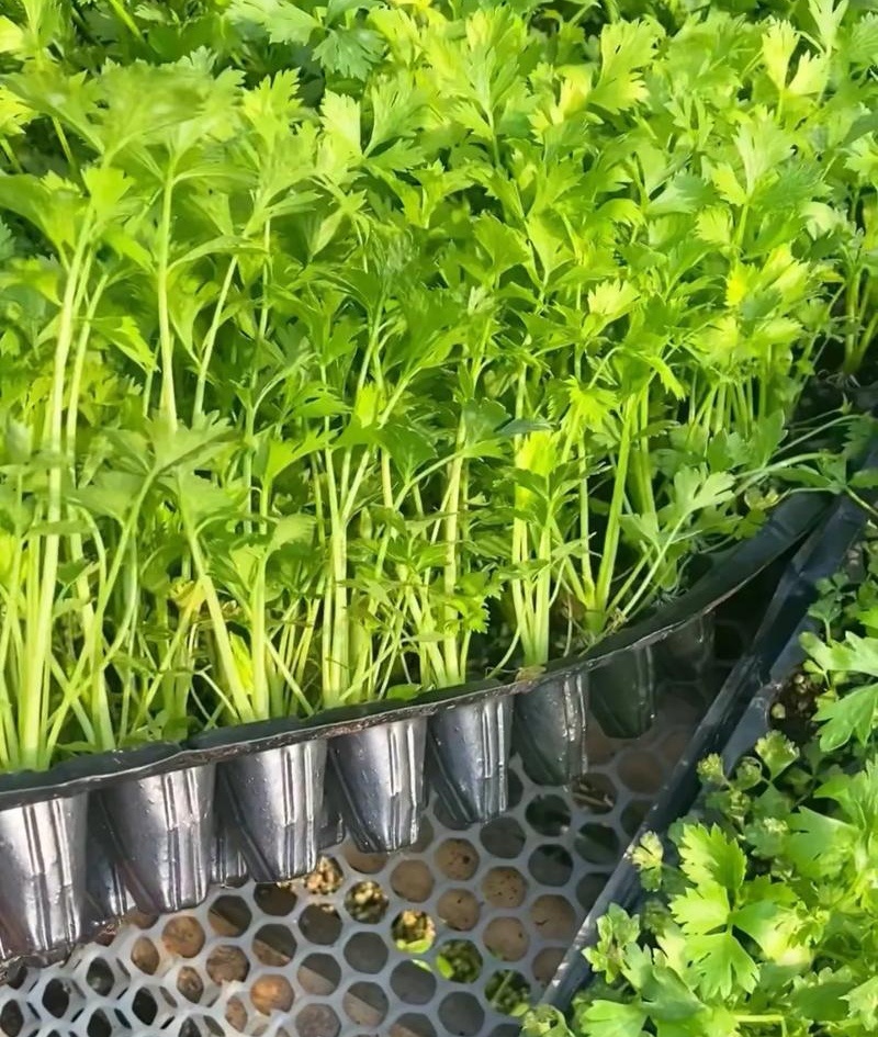 西芹苗/芹菜苗/基地现挖/包成活率/根系发达量大有优惠