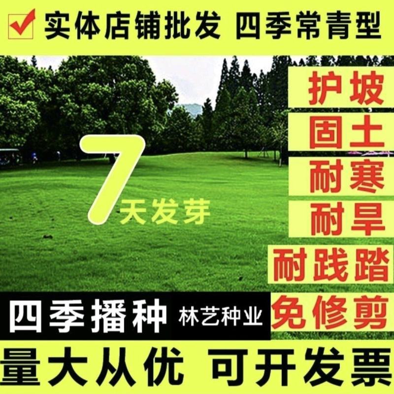 草坪种子四季青草坪籽狗牙根护坡百慕大草种籽绿化草皮种子