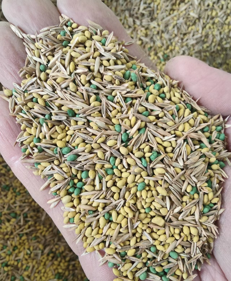 草坪种子四季青草坪籽狗牙根护坡百慕大草种籽绿化草皮种子