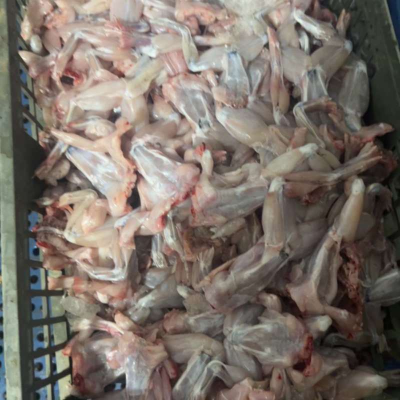 现杀牛蛙肉