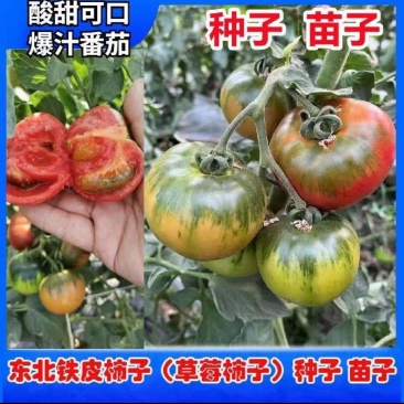 铁皮西红柿苗大果草莓西红柿苗味美佳草莓西红柿苗绿肩西红柿