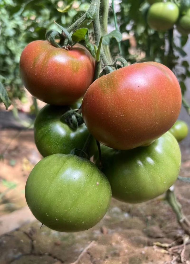 铁皮西红柿苗大果草莓西红柿苗味美佳草莓西红柿苗绿肩西红柿