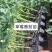 铁皮西红柿苗大果草莓西红柿苗味美佳草莓西红柿苗绿肩西红柿