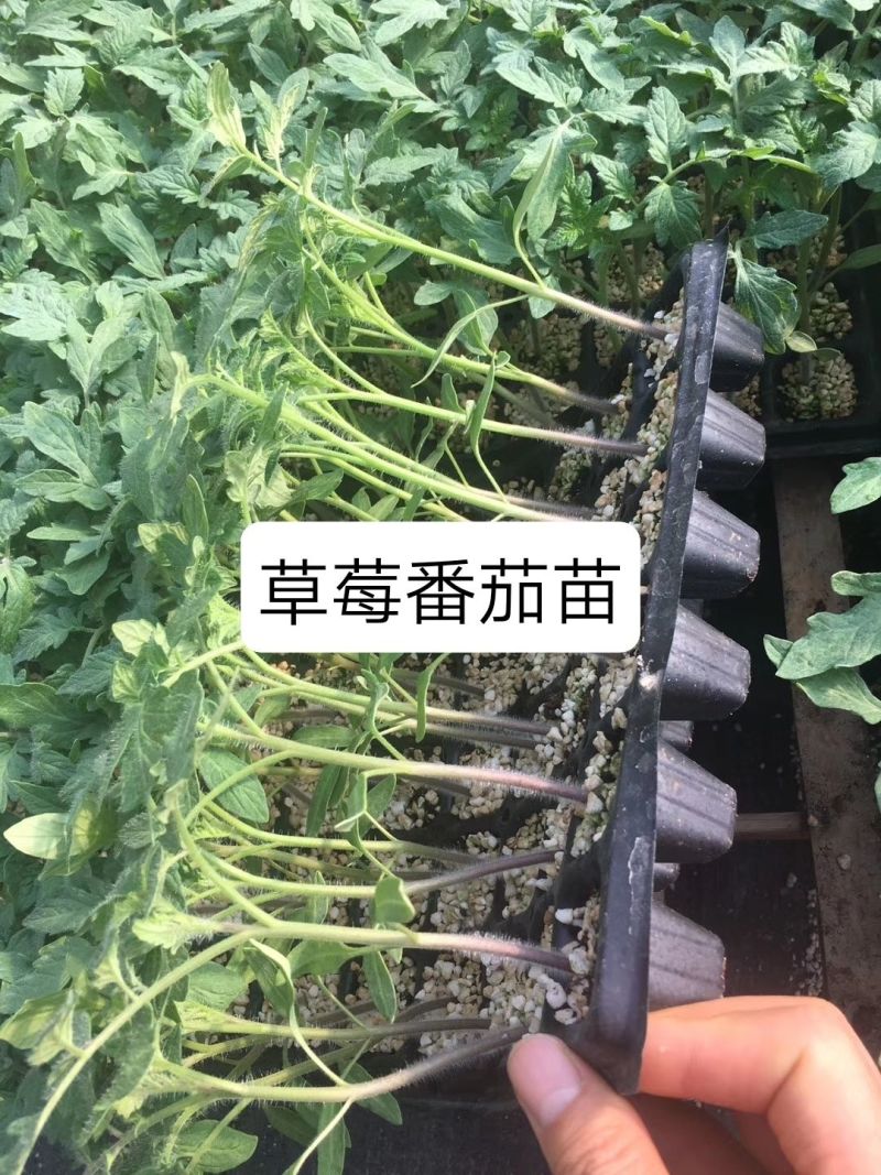 铁皮西红柿苗大果草莓西红柿苗味美佳草莓西红柿苗绿肩西红柿