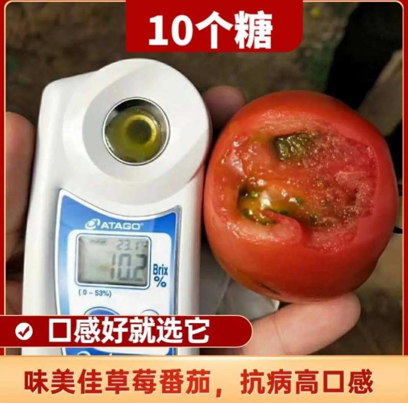 铁皮西红柿苗大果草莓西红柿苗味美佳草莓西红柿苗绿肩西红柿