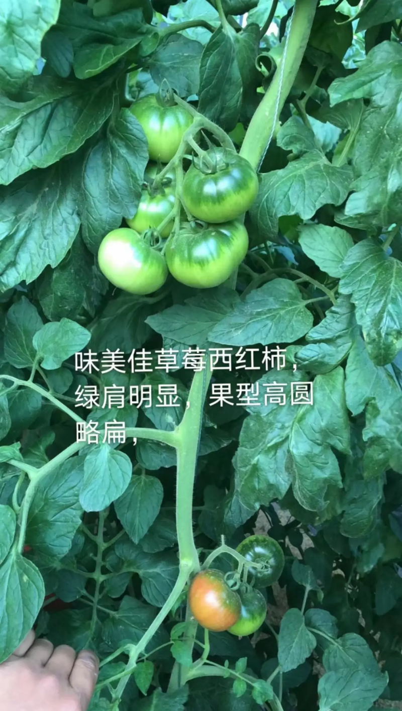 铁皮西红柿苗大果草莓西红柿苗味美佳草莓西红柿苗绿肩西红柿