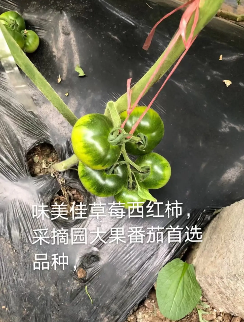 铁皮西红柿苗大果草莓西红柿苗味美佳草莓西红柿苗绿肩西红柿