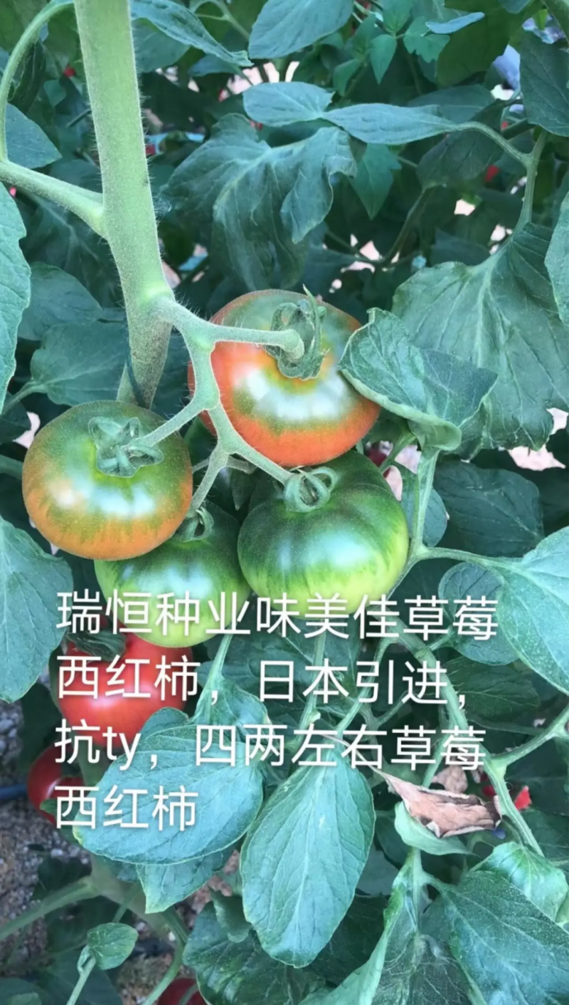 铁皮西红柿苗大果草莓西红柿苗味美佳草莓西红柿苗绿肩西红柿