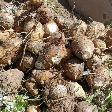自家产小白芋