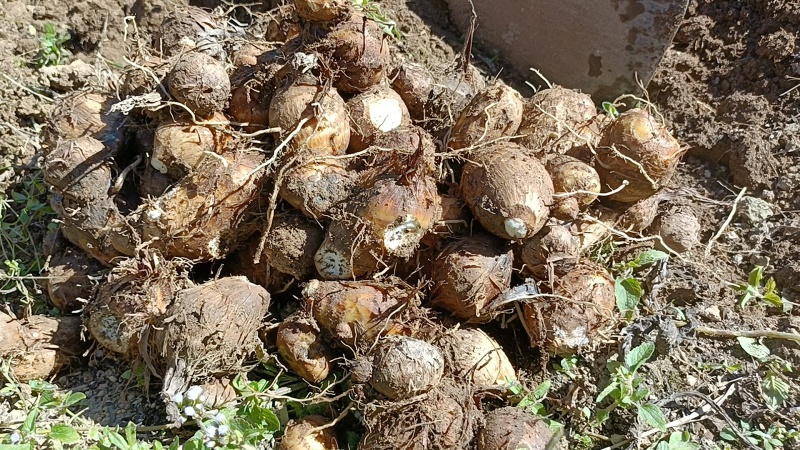 自家产小白芋