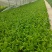 绍菜苗/麻叶青白菜苗/基地现挖现发/保成活率量大从优