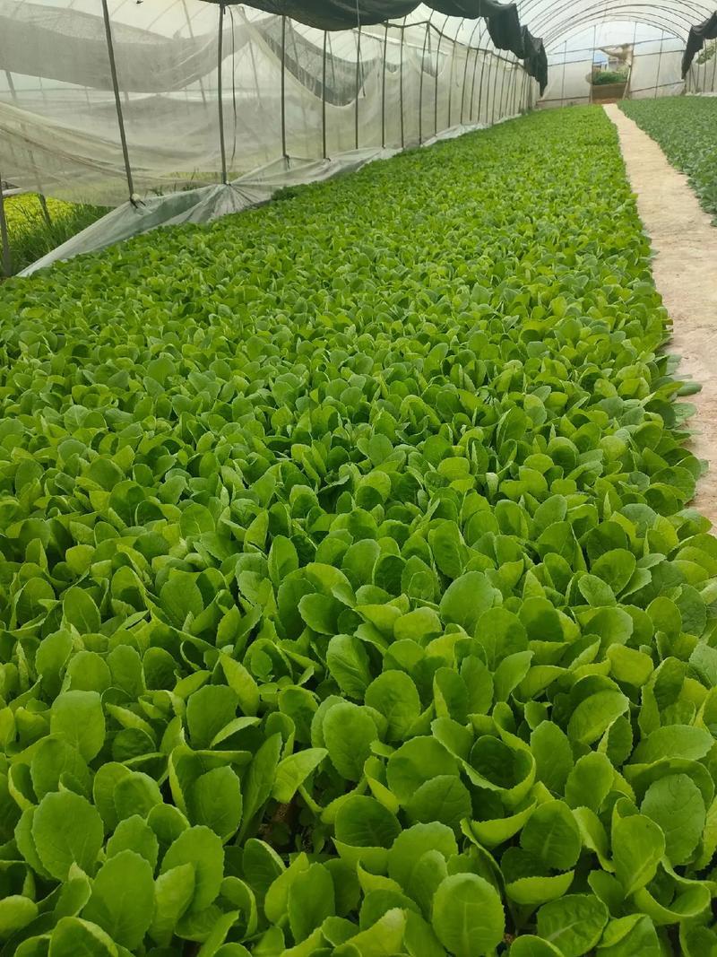 绍菜苗/麻叶青白菜苗/基地现挖现发/保成活率量大从优