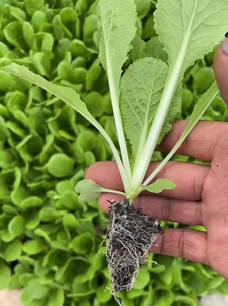 绍菜苗/麻叶青白菜苗/基地现挖现发/保成活率量大从优