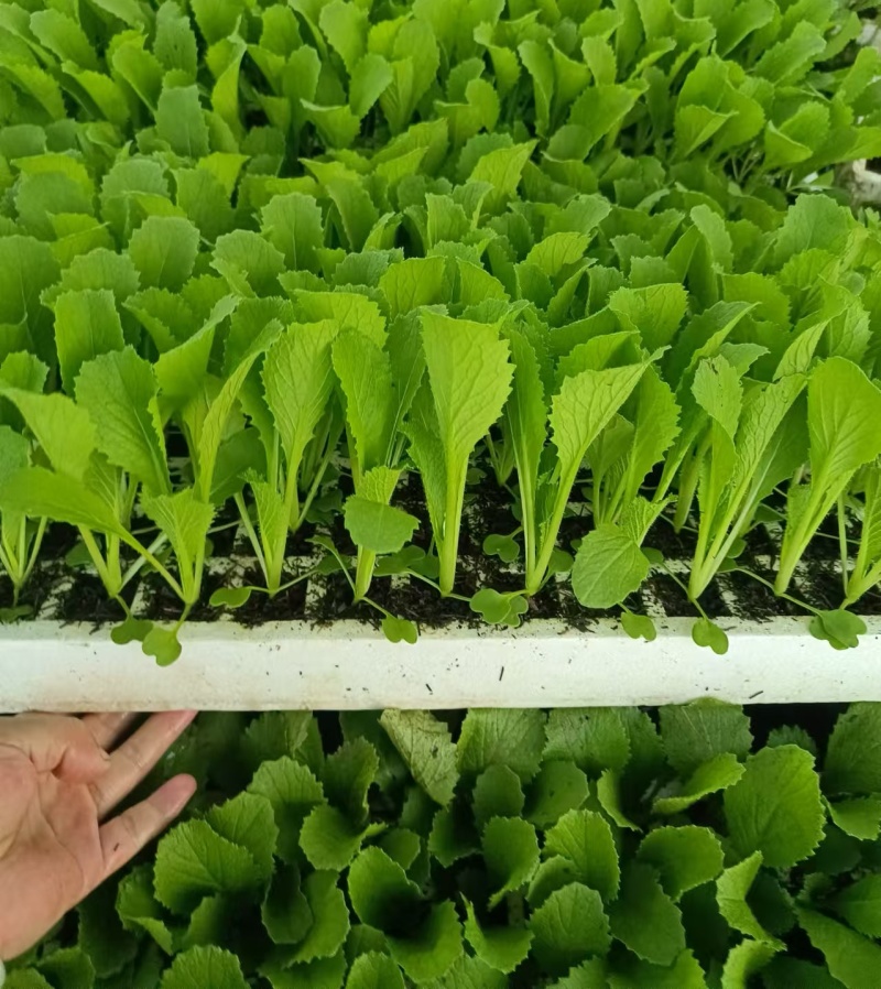 绍菜苗/麻叶青白菜苗/基地现挖现发/保成活率量大从优