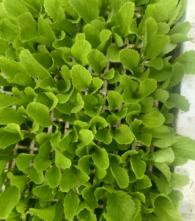 绍菜苗/麻叶青白菜苗/基地现挖现发/保成活率量大从优