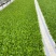 绍菜苗/麻叶青白菜苗/基地现挖现发/保成活率量大从优