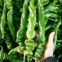 【精品】广东大螺丝椒，盖蓬种植，规格齐全，对接全国市场