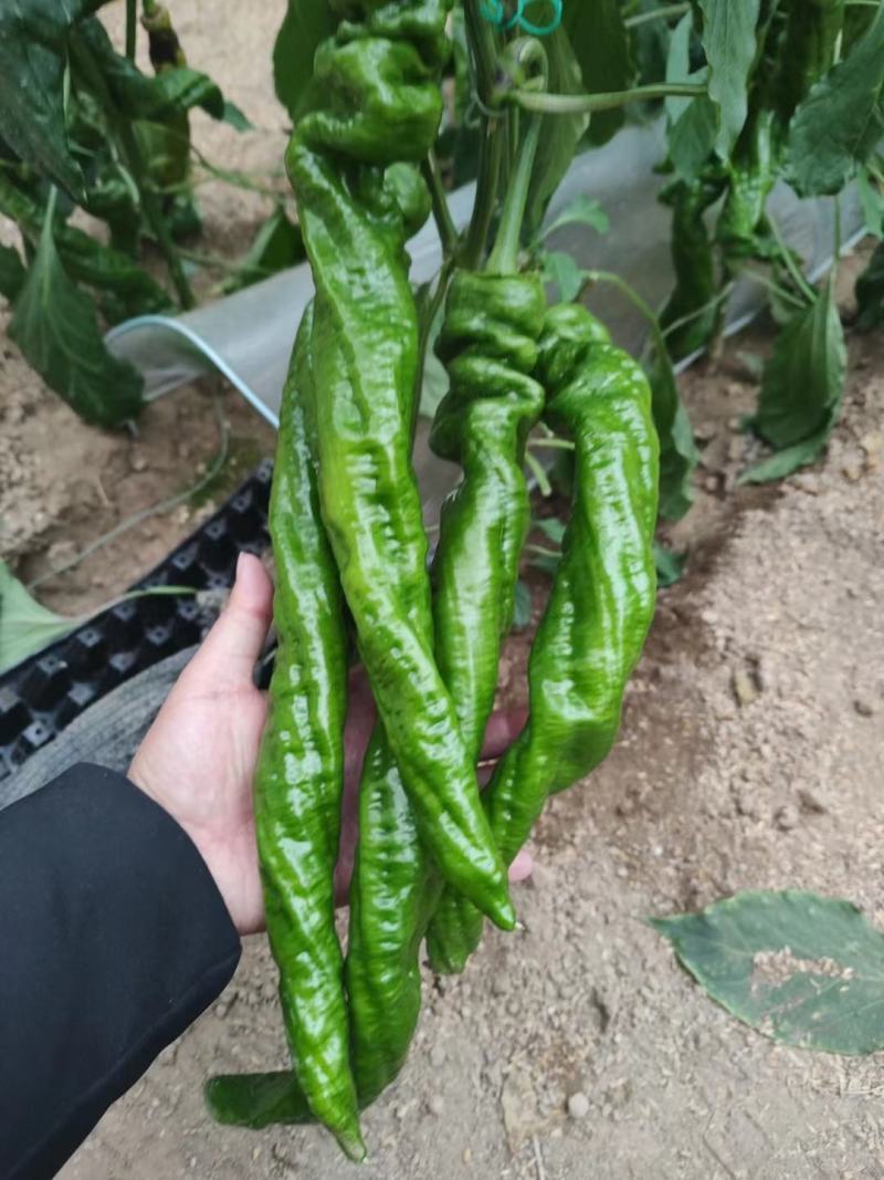 【精品】广东大螺丝椒，盖蓬种植，规格齐全，对接全国市场