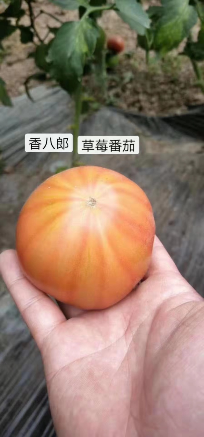 铁皮西红柿苗大果草莓西红柿苗味美佳草莓西红柿苗绿肩西红柿