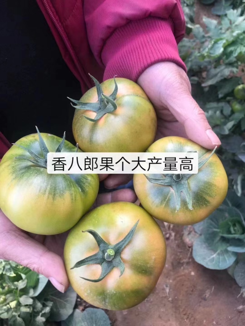 铁皮西红柿苗大果草莓西红柿苗味美佳草莓西红柿苗绿肩西红柿