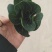 小青菜，上海青，自产自销，基地直发，量大从优，不限量供货