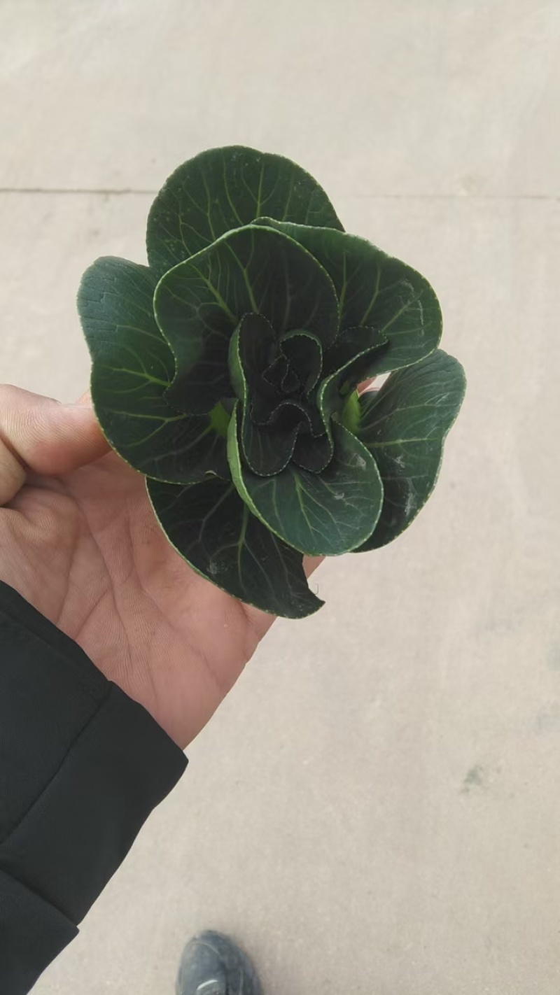小青菜，上海青，自产自销，基地直发，量大从优，不限量供货