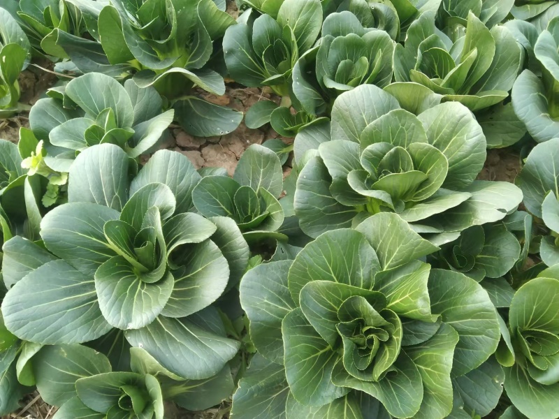 小青菜，上海青，自产自销，基地直发，量大从优，不限量供货