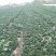小青菜，上海青，自产自销，基地直发，量大从优，不限量供货