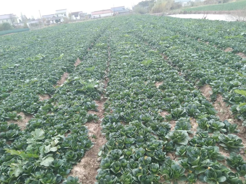 小青菜，上海青，自产自销，基地直发，量大从优，不限量供货