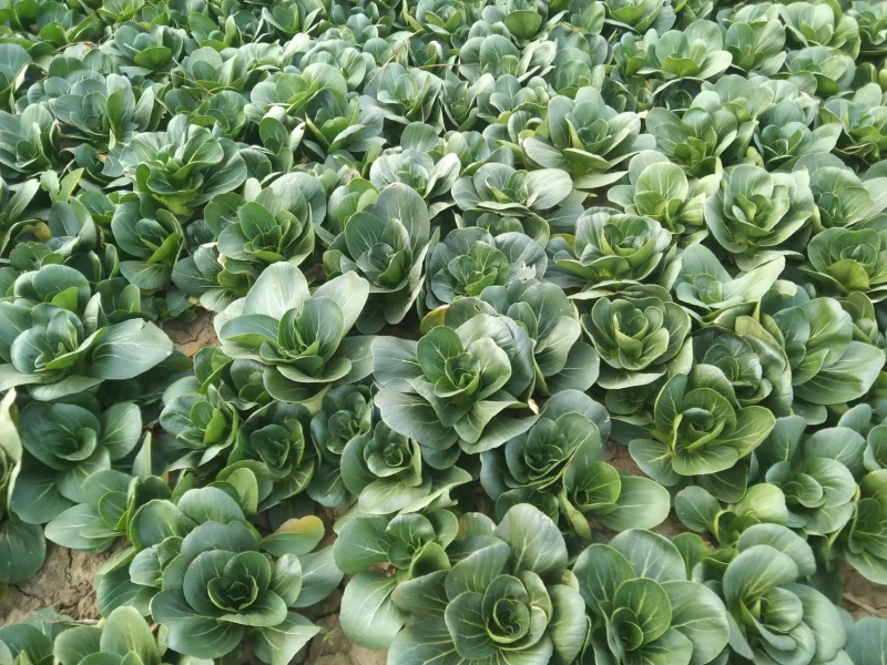 小青菜，上海青，自产自销，基地直发，量大从优，不限量供货