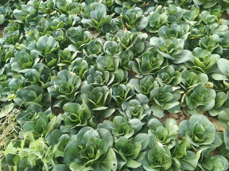 小青菜，上海青，自产自销，基地直发，量大从优，不限量供货