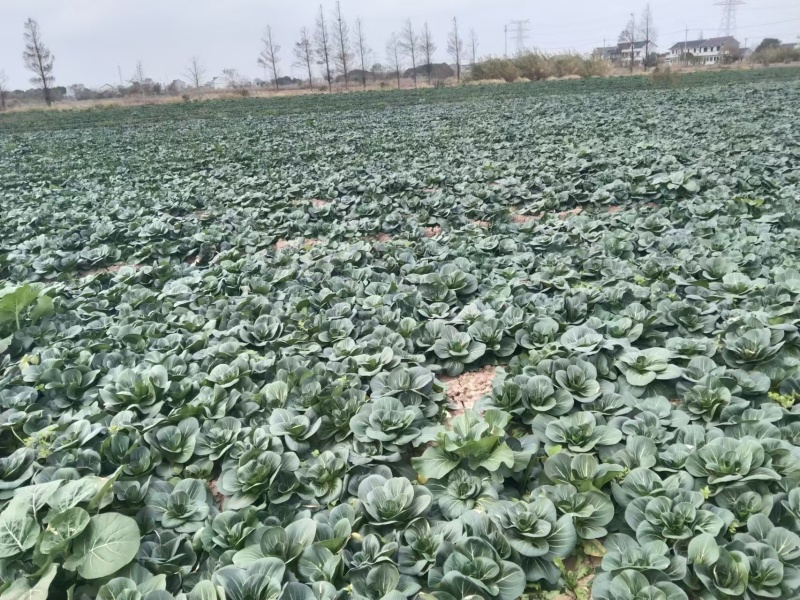 小青菜，上海青，自产自销，基地直发，量大从优，不限量供货
